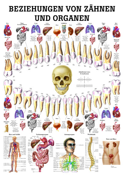 «Beziehungen von Organen und Zähnen», laminiert 